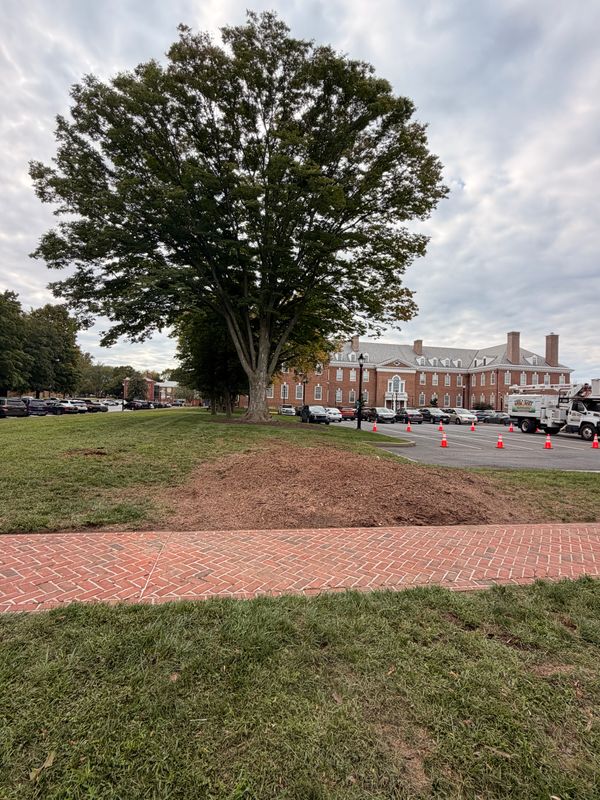 Stump Removal