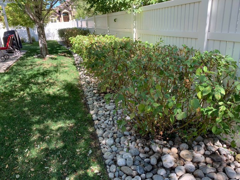 Tree & Shrub Care