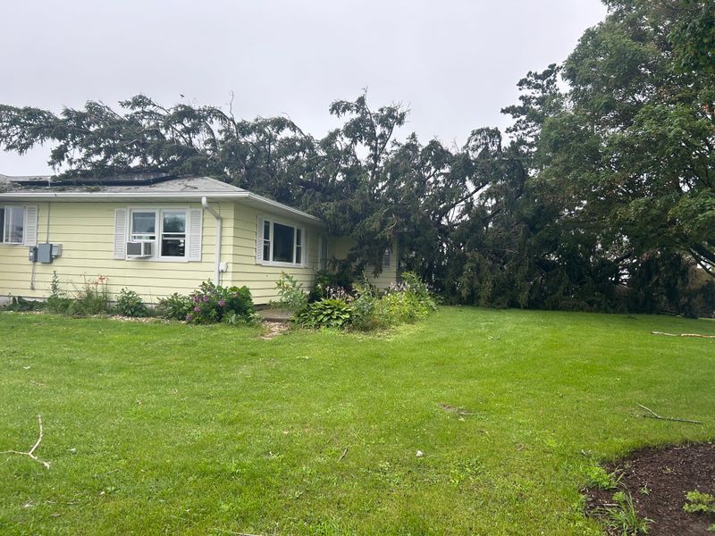 Safeguarding Lena Homes: Uprooted Pine Tree Removal by Fransen's Tree Service