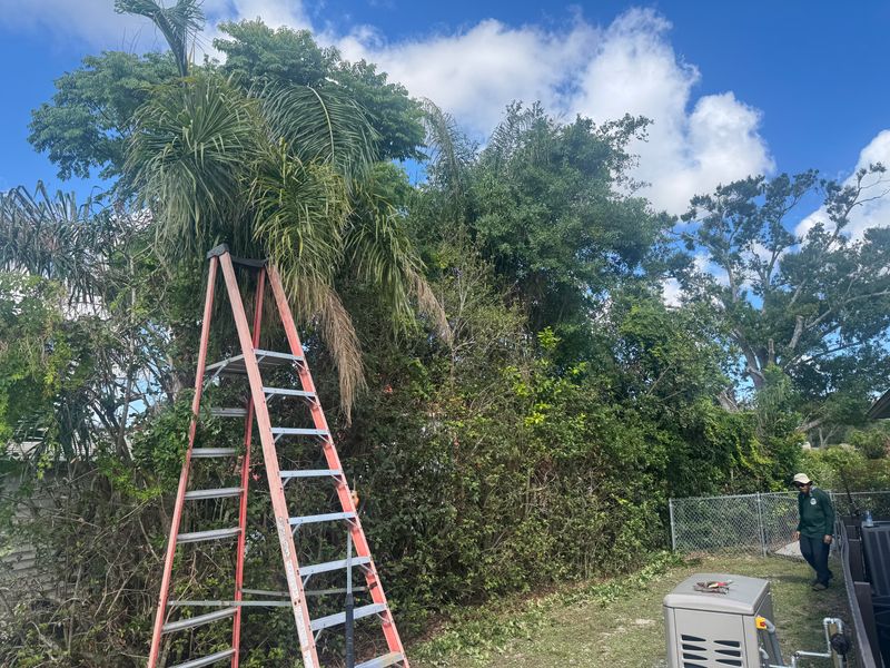 Tree Trimming