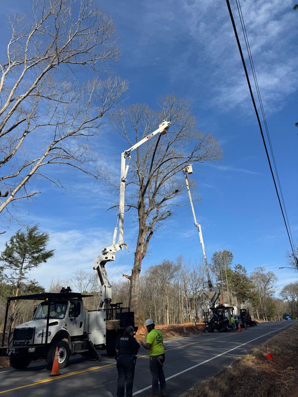 Tree Trimming