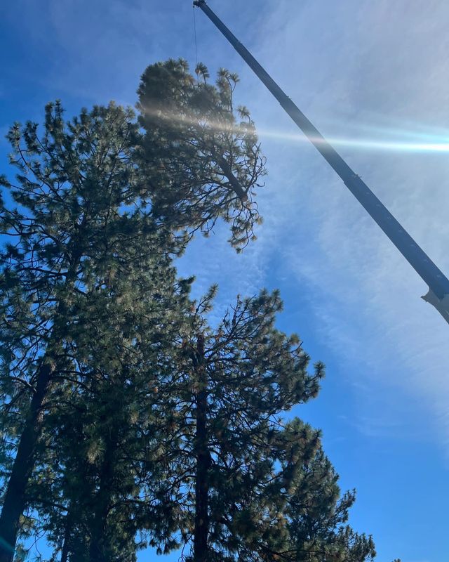 Tree Removal gallery