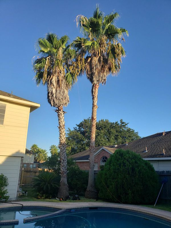 Tree Trimming