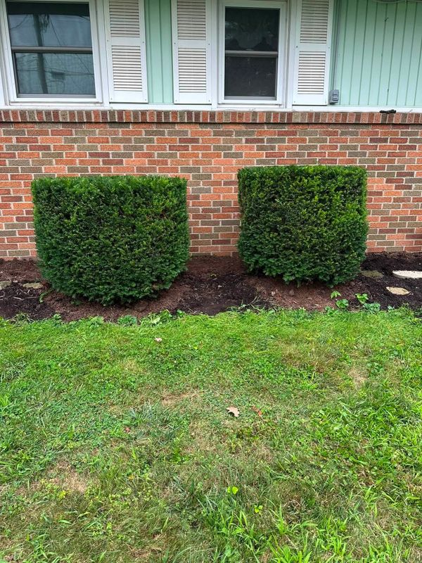 Shrub Trimming