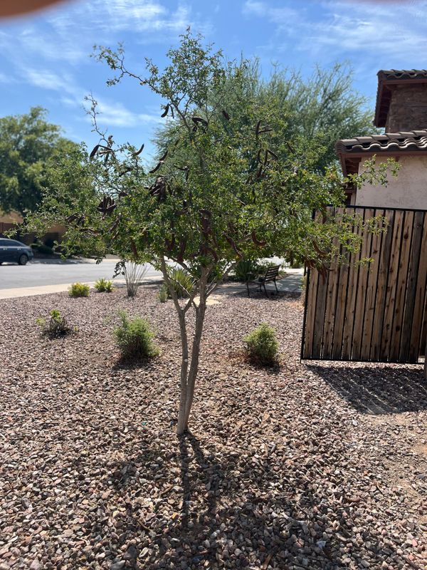 Tree & Shrub Care