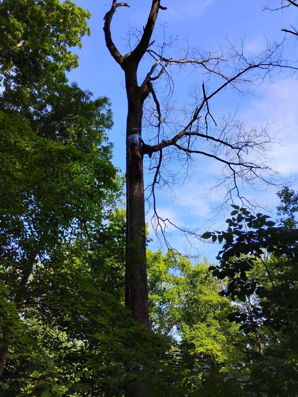 Tree Removal gallery