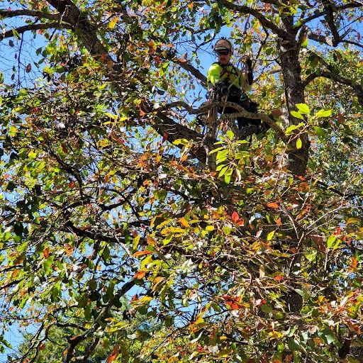 Tree Trimming