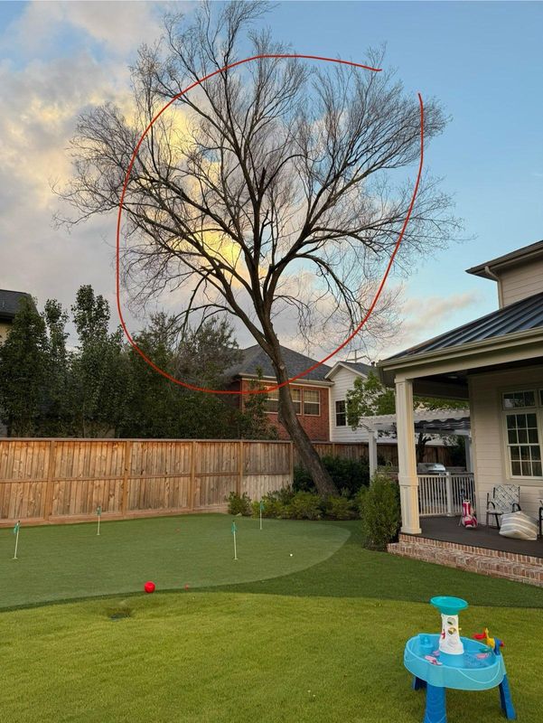 Tree Trimming