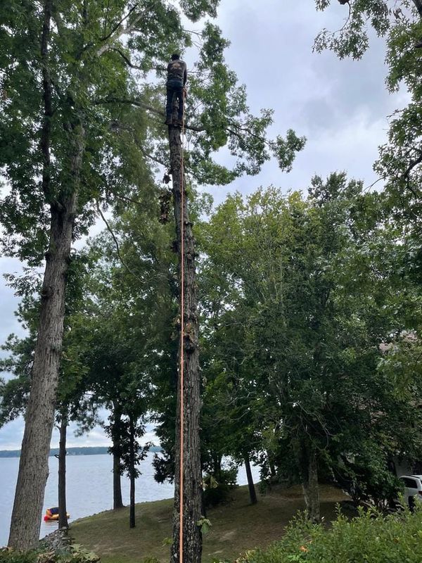 Tree Services