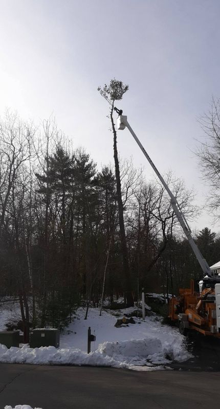 Tree Trimming