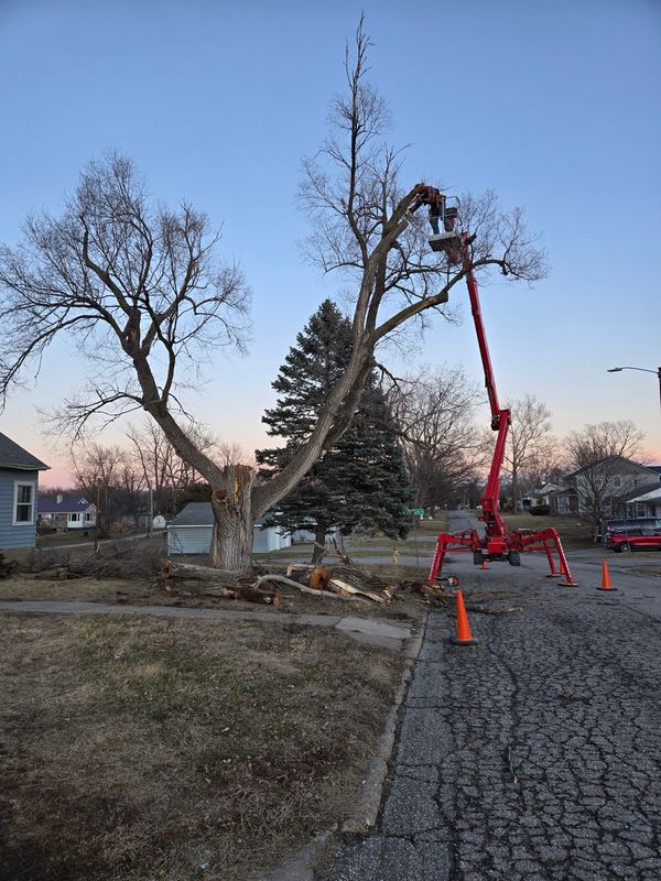 Tree Trimming
