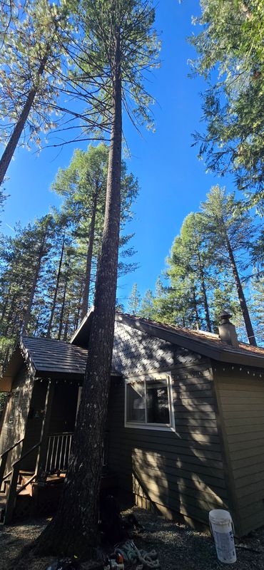 Hazardous Tree Services