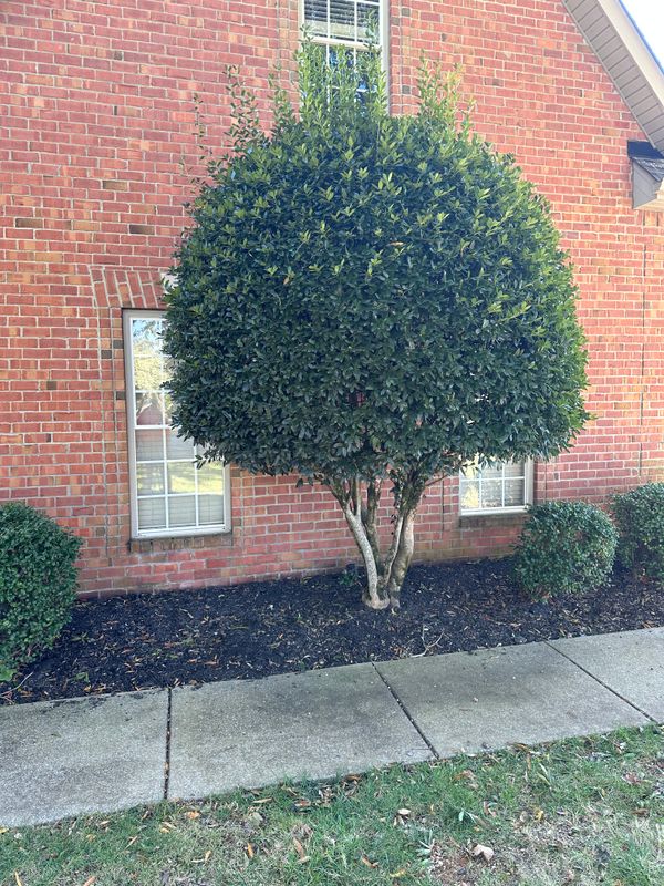 Landscaping