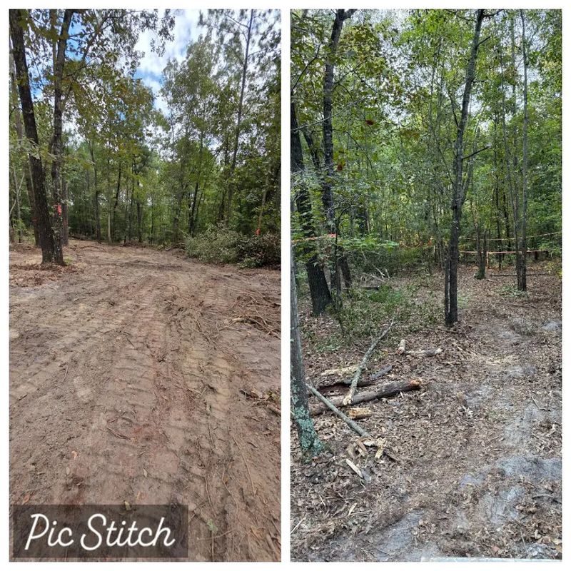 Tree Trimming & Removal