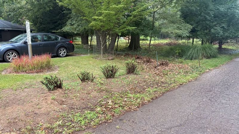 Brush Removal & Land Clearing