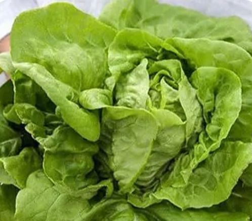 Organic & Seasonal Crops