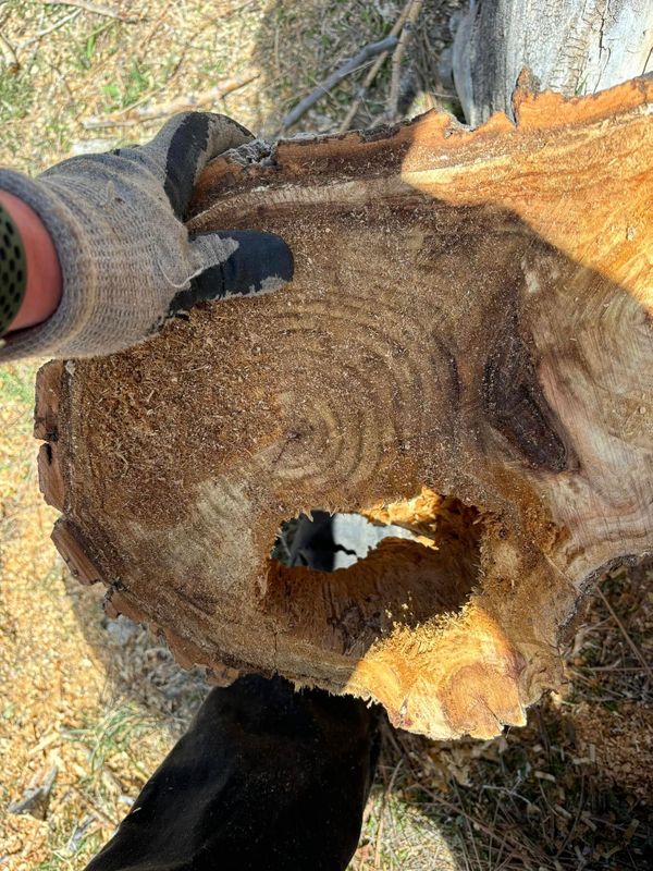 Stump Grinding 