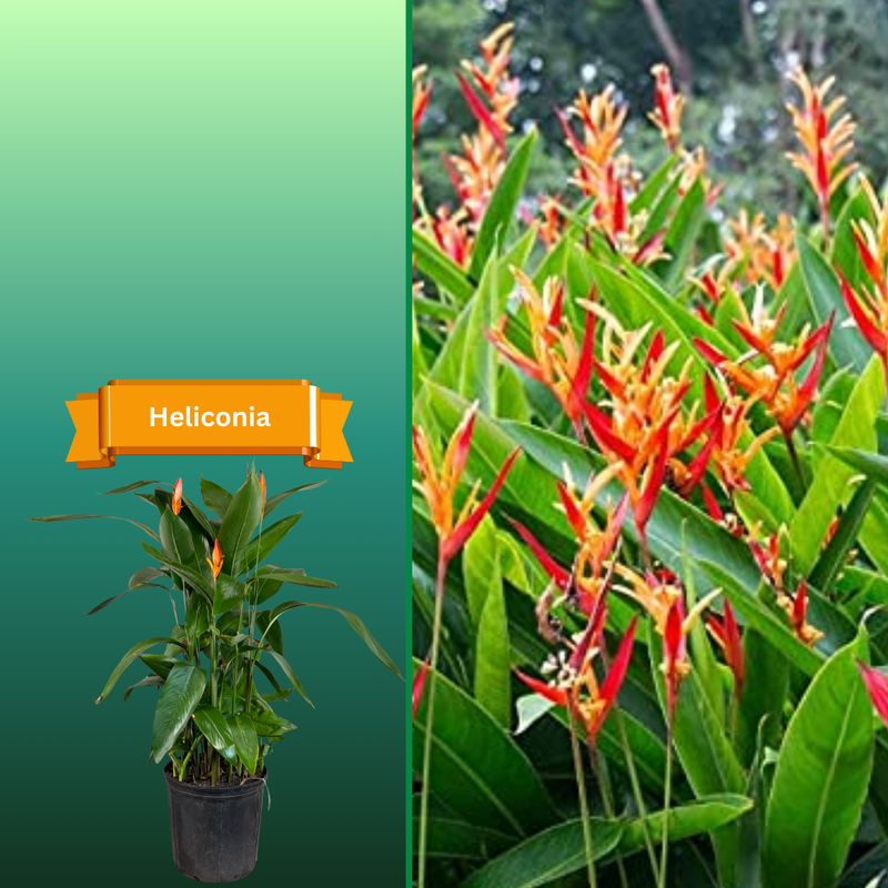 Plant Samples