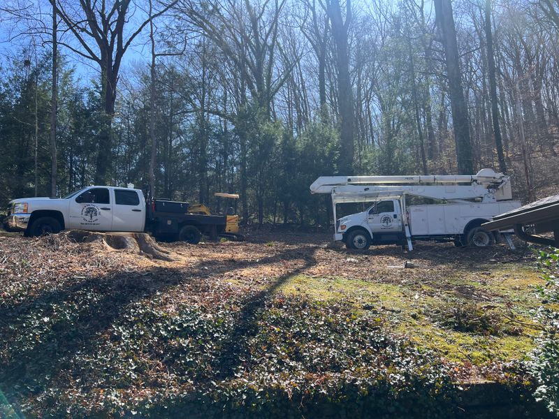 Stump Removal