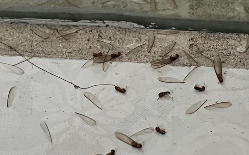 Termite Inspection & Treatment