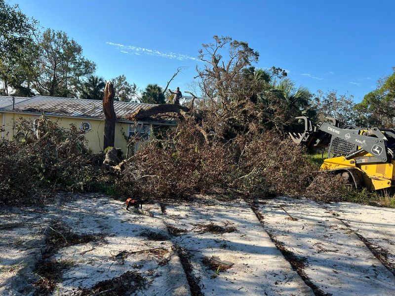 Tree service