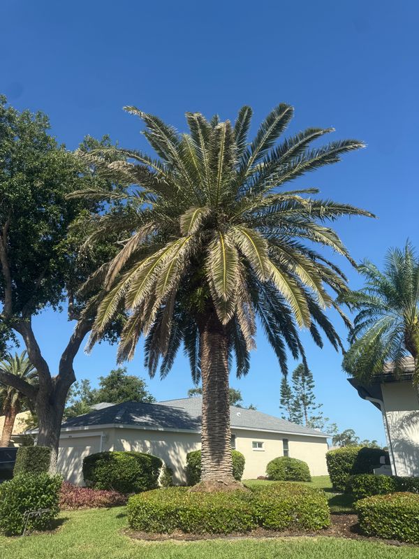 Palm Pruning