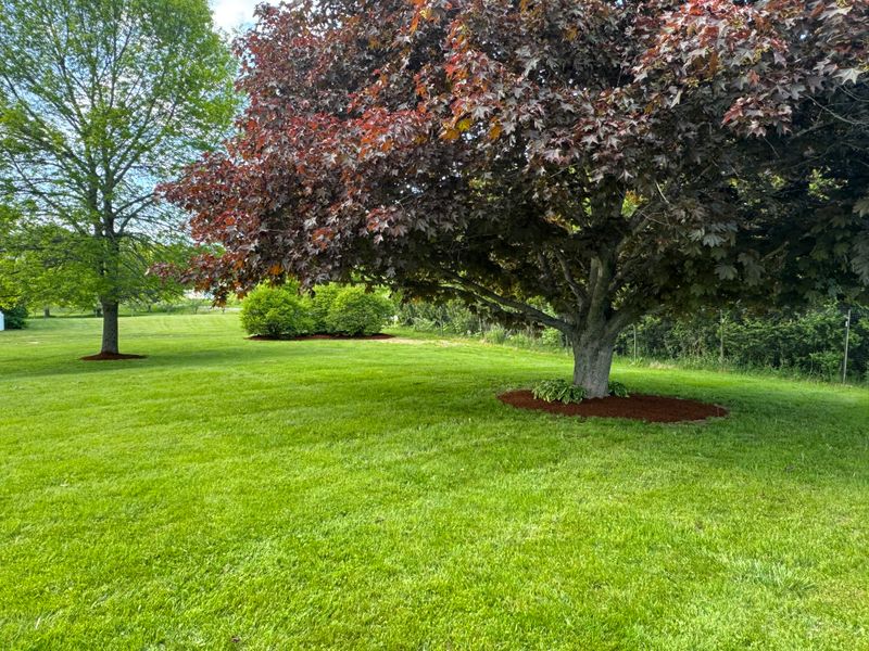 Lawn Maintenance