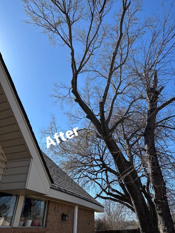 Tree Trimming