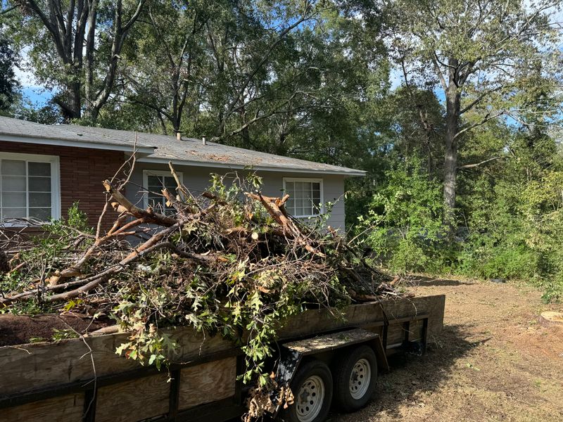 Tree Debris Removal