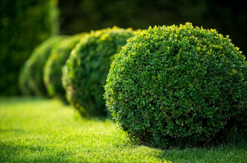 Shrub Trimming