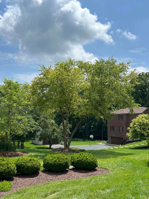 Shrub Trimming