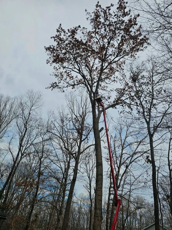 Tree Trimming