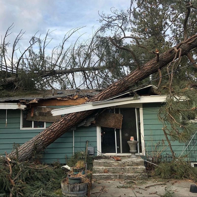 Tree Removal gallery