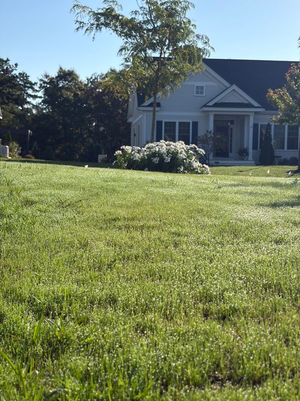 Lawn Installation