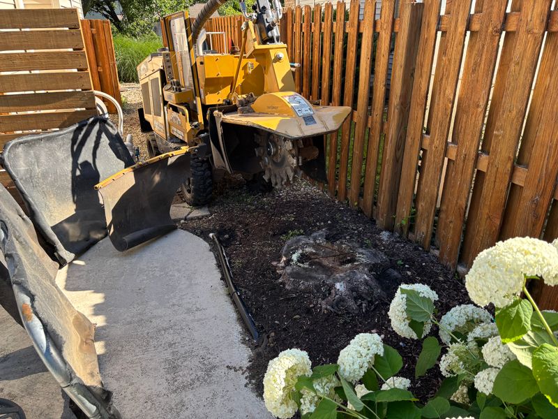 Stump Removal
