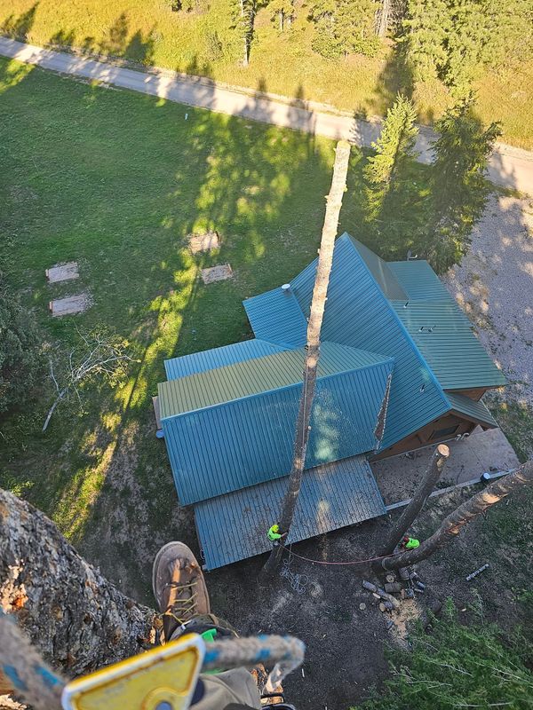 Tree Removal gallery