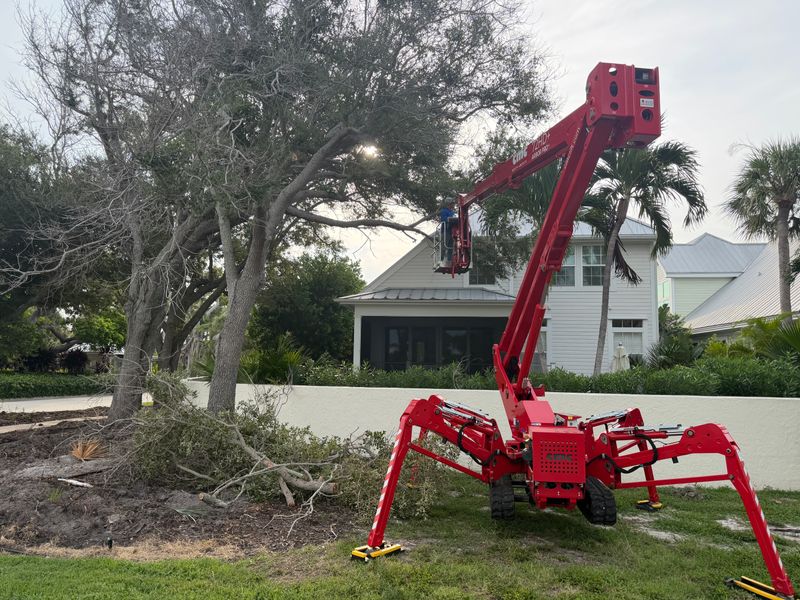 Tree Trimming