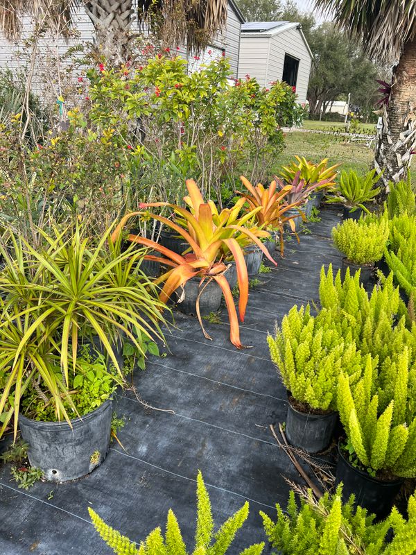 Plant and tree list