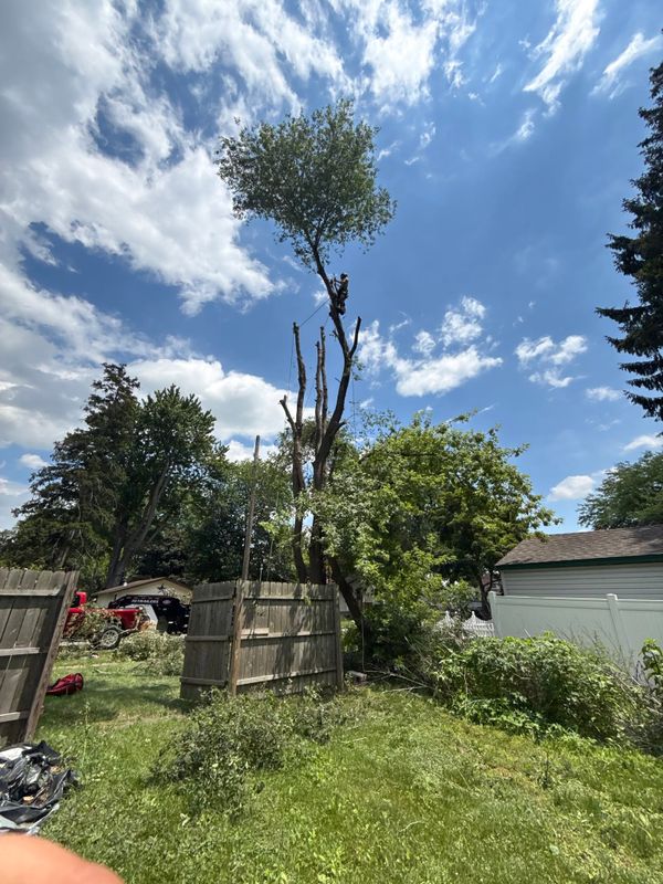 Tree Trimming