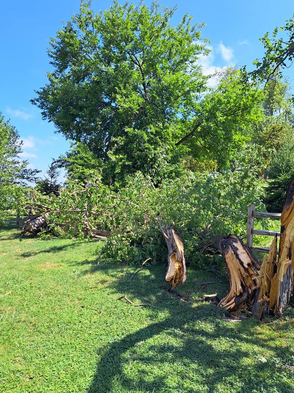 Timber Management