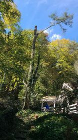 Tree Services