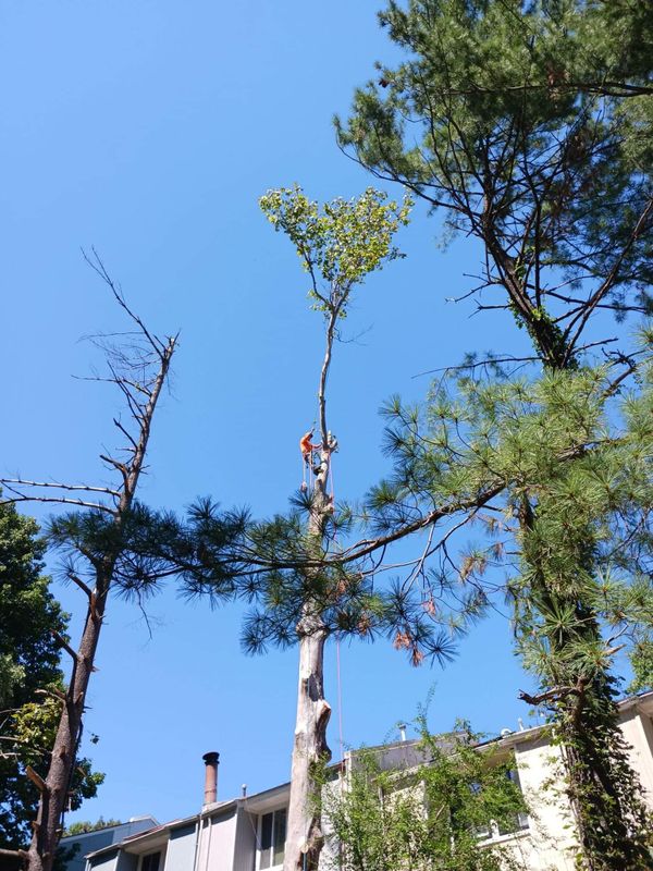 Tree Trimming and Removal