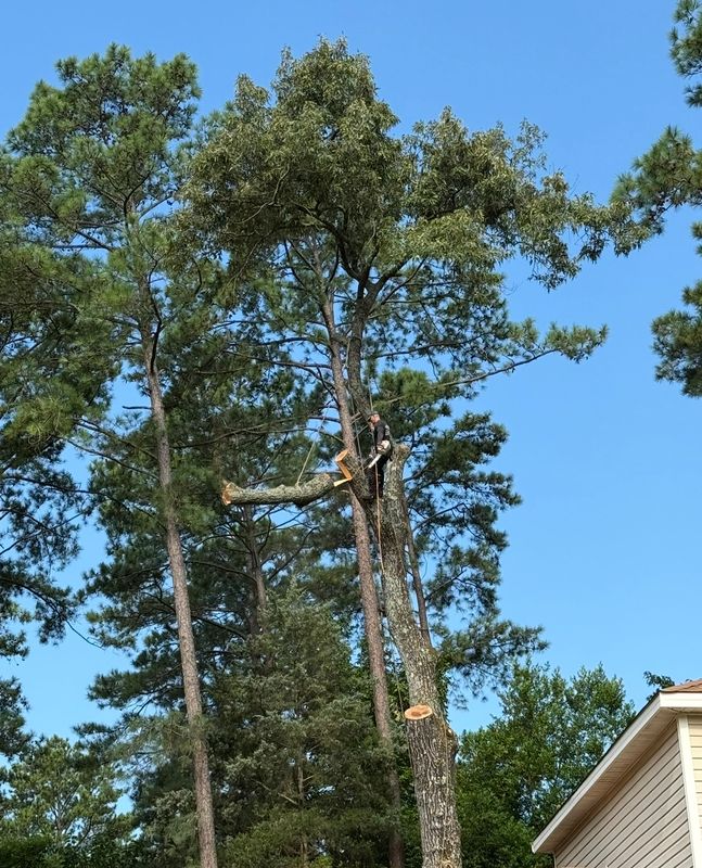 Tree Removal