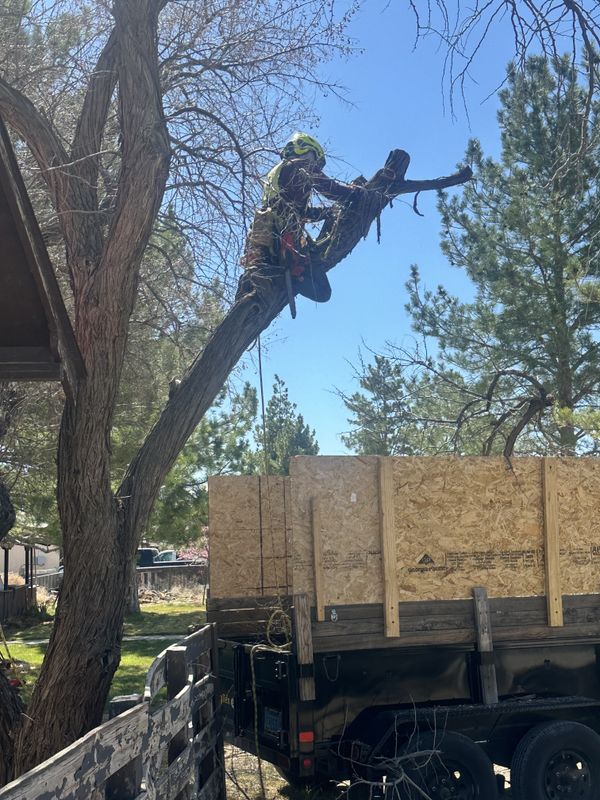 Tree Removal