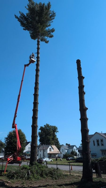 Tree Removal