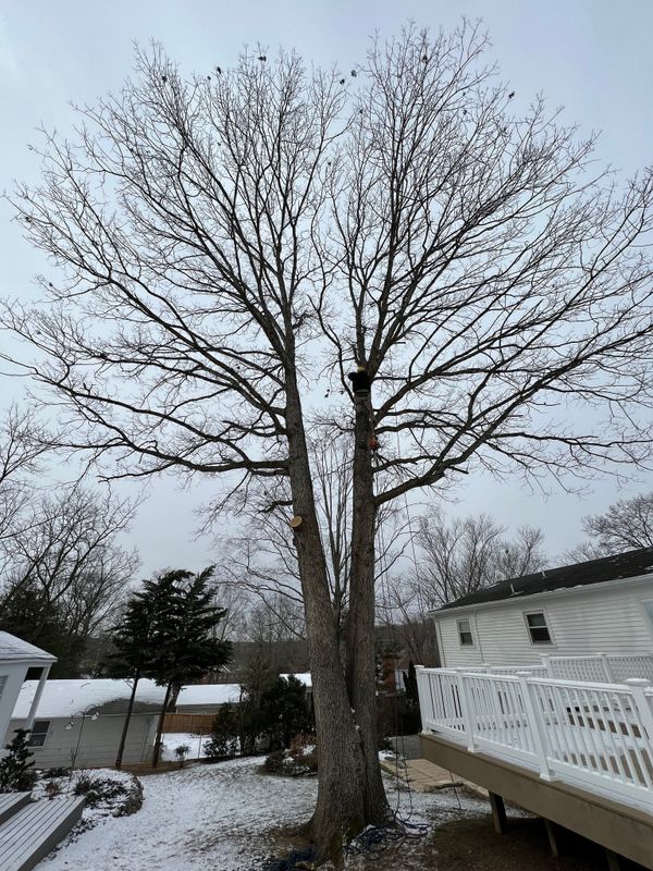 Tree Trimming and Removal