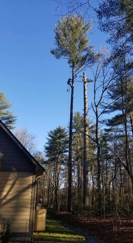 Tree Removal gallery