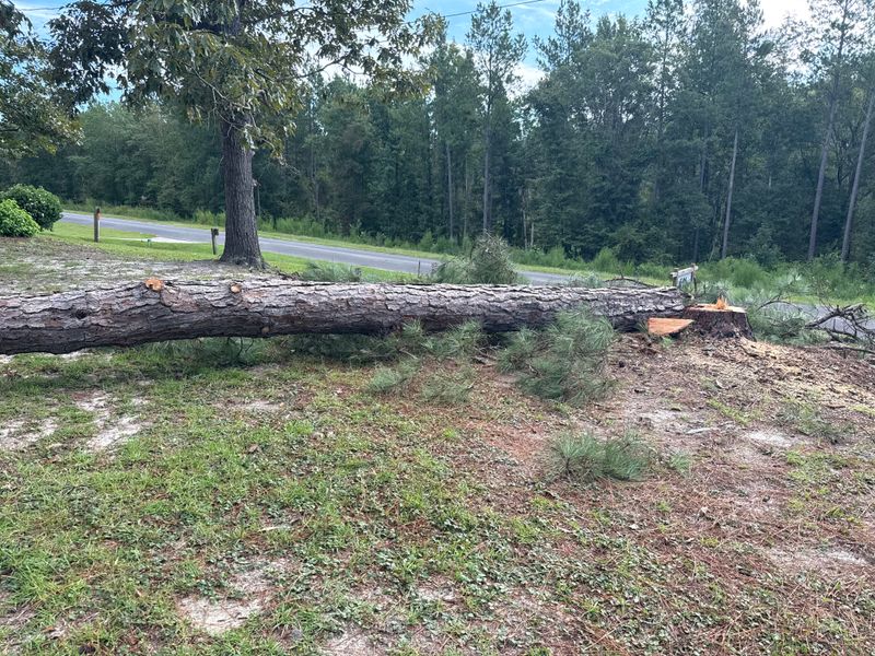 Tree Removal