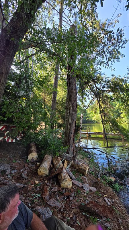 Tree Removal