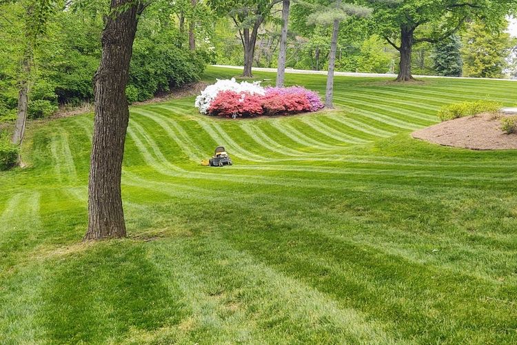 Lawn Maintenance Service